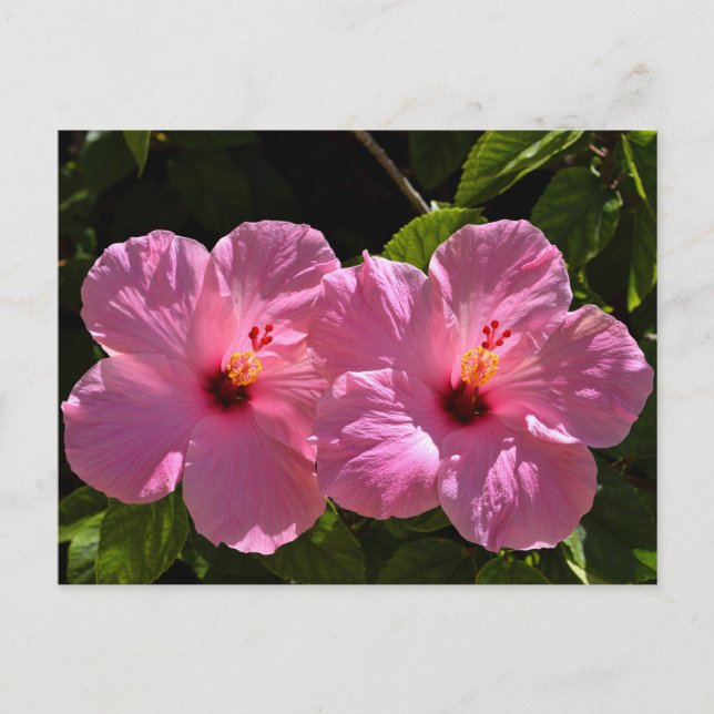 Pink Hibiscus Flowers Postcard (Front)