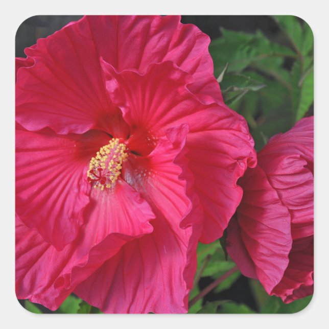 Pink hibiscus flowers square sticker (Front)