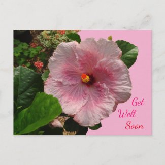 Pink Hibiscus Get Well Soon Postcard