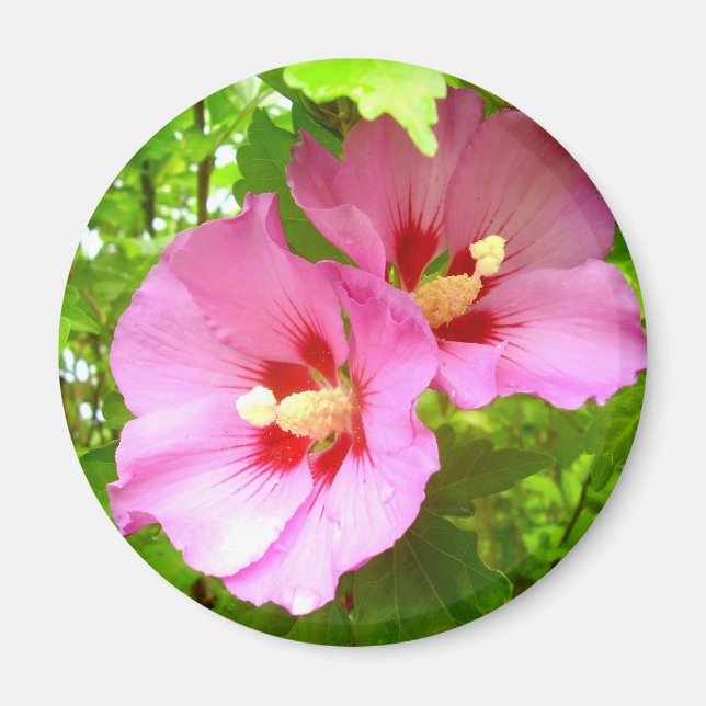 Pink Hibiscus Magnet (Front)