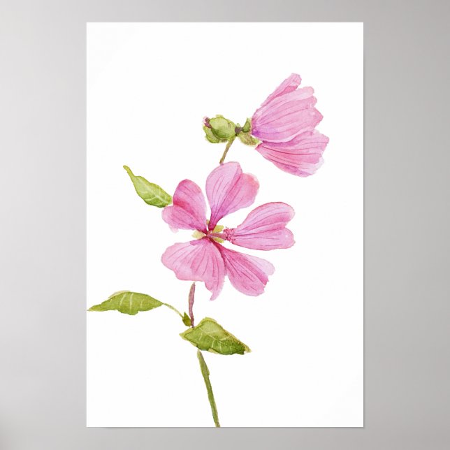 pink hibiscus moscheutos, swamp rose mallow poster (Front)