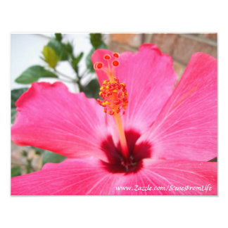 Pink Hibiscus Photo Print