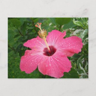 Pink Hibiscus Postcard