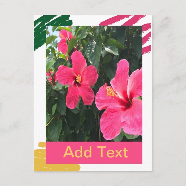 Pink Hibiscus Postcard (Front)