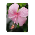 Pink Hibiscus Premium Magnet