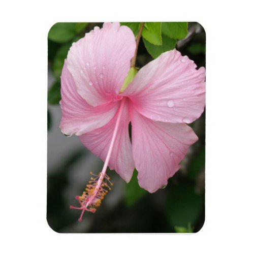 Pink Hibiscus Premium Magnet