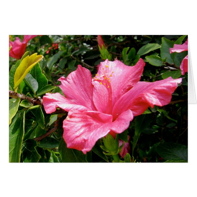Pink Hibiscus Queen Cards (Front Horizontal)