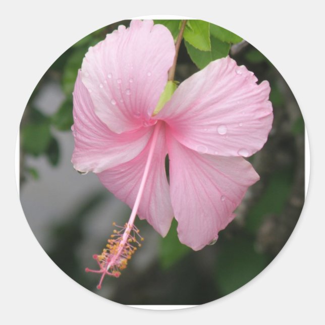 Pink Hibiscus Stickers (Front)