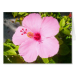 Pink Hibiscus Tropical Flower Card
