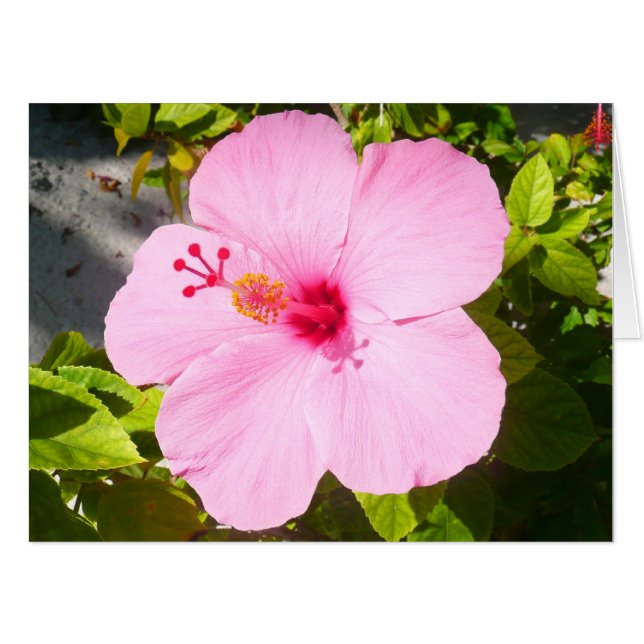 Pink Hibiscus Tropical Flower Card (Front Horizontal)