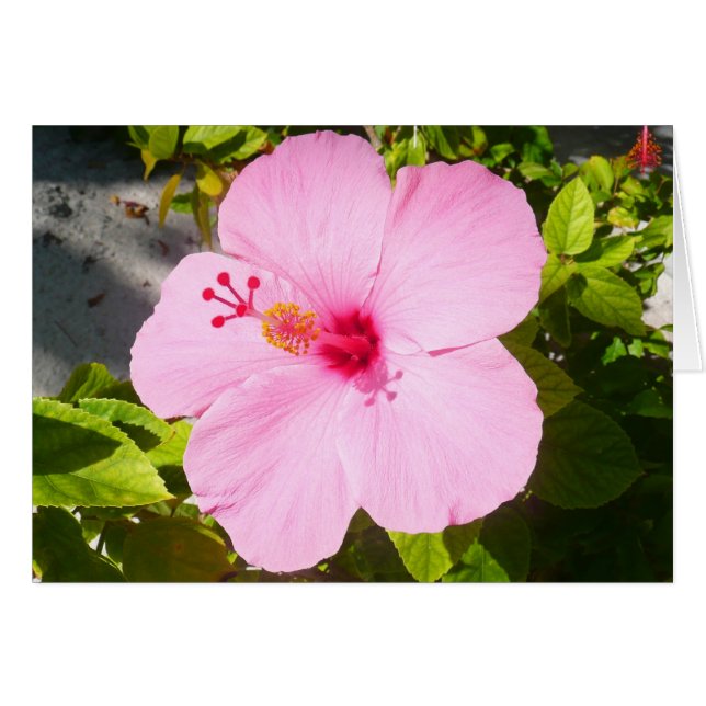 Pink Hibiscus Tropical Flower Cards (Front Horizontal)