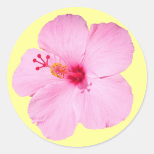 Pink Hibiscus Tropical Flower Classic Round Sticker