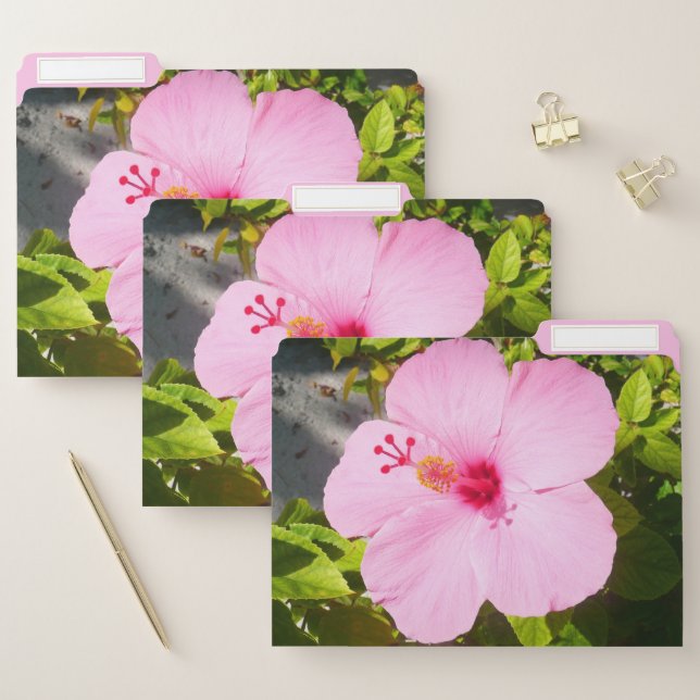 Pink Hibiscus Tropical Flower File Folder (Set)