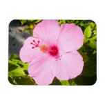 Pink Hibiscus Tropical Flower Magnet