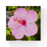 Pink Hibiscus Tropical Flower Paperweight