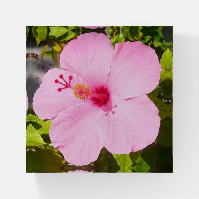 Pink Hibiscus Tropical Flower Paperweight (Front)