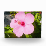 Pink Hibiscus Tropical Flower Photo Block