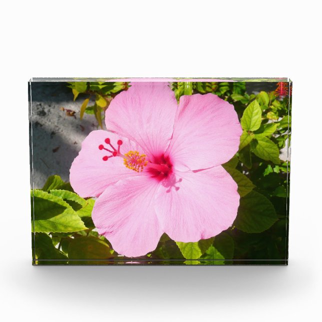 Pink Hibiscus Tropical Flower Photo Block (Front)