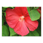 Pink Hibiscus Tropical Flower Photo Print