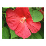 Pink Hibiscus Tropical Flower Photo Print