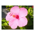 Pink Hibiscus Tropical Flower Photo Print