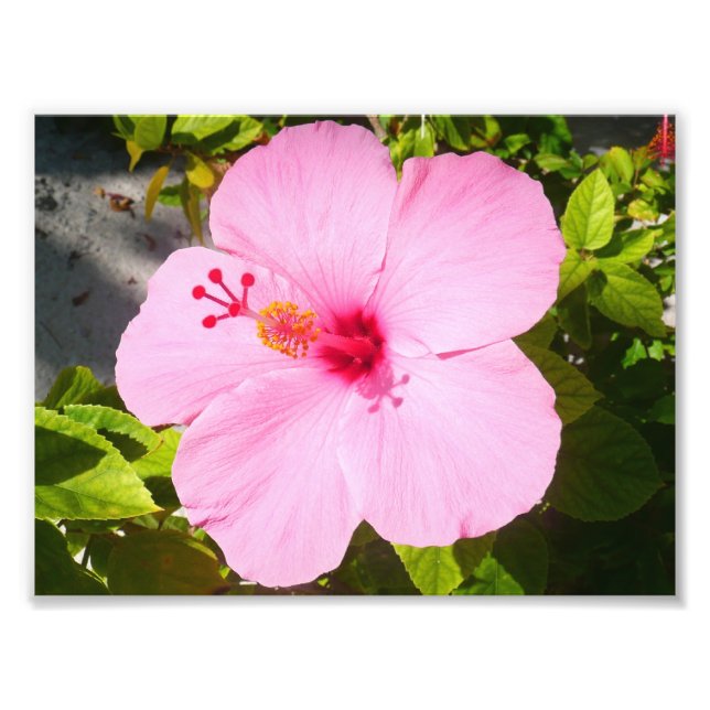Pink Hibiscus Tropical Flower Photo Print (Front)
