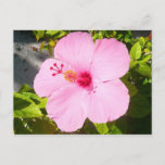Pink Hibiscus Tropical Flower Postcard