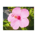 Pink Hibiscus Tropical Flower Postcard