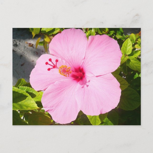 Pink Hibiscus Tropical Flower Postcard (Front)