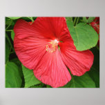 Pink Hibiscus Tropical Flower Poster