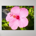 Pink Hibiscus Tropical Flower Poster