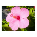 Pink Hibiscus Tropical Flower Poster