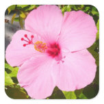 Pink Hibiscus Tropical Flower Square Sticker