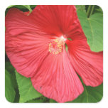 Pink Hibiscus Tropical Flower Square Sticker