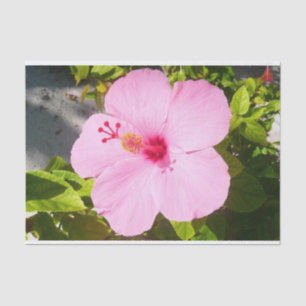 Pink Hibiscus Tropical Flower Tissue Paper
