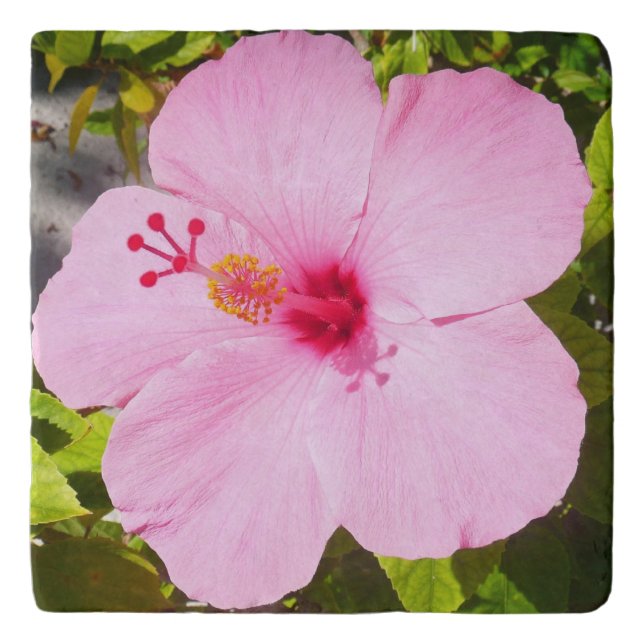 Pink Hibiscus Tropical Flower Trivet (Front)