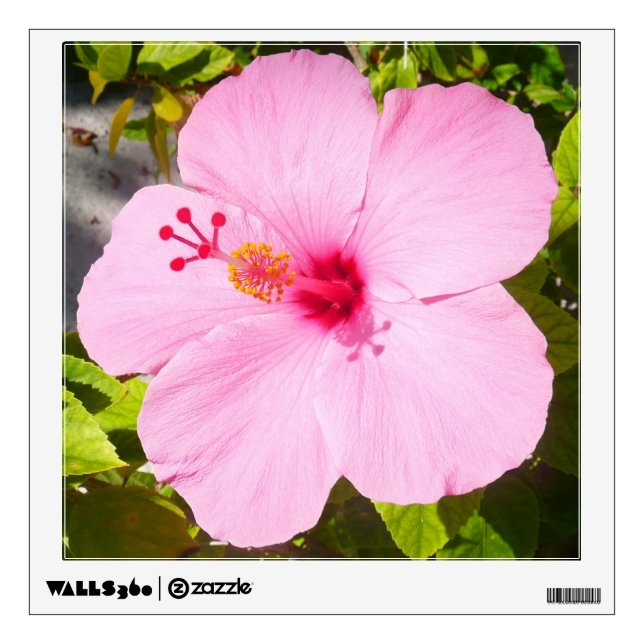 Pink Hibiscus Tropical Flower Wall Decal (Front)