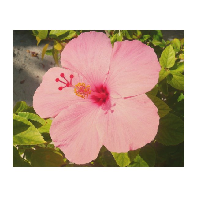 Pink Hibiscus Tropical Flower Wood Wall Decor (Front)