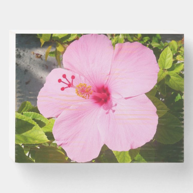 Pink Hibiscus Tropical Flower Wooden Box Sign (Front Horizontal)