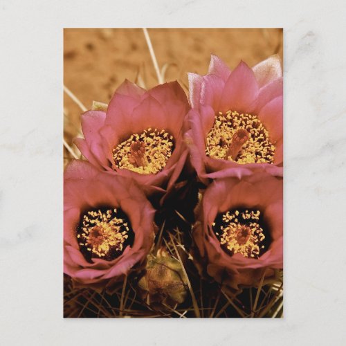 PINK HIGH DESERT SPRING FLOWERS POSTCARD