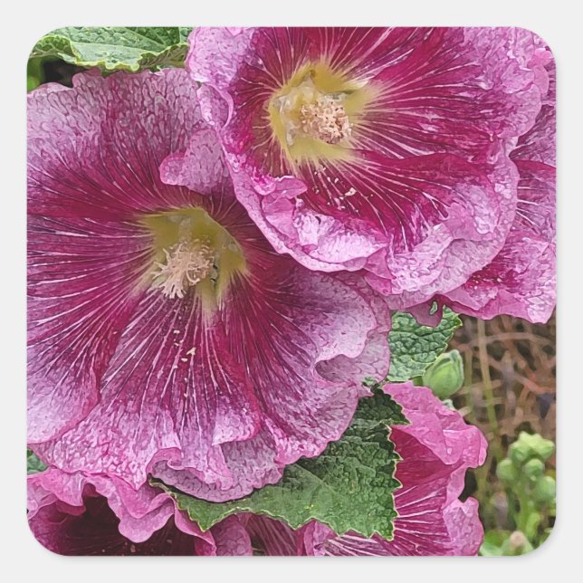 Pink hollyhock beauty   square sticker (Front)