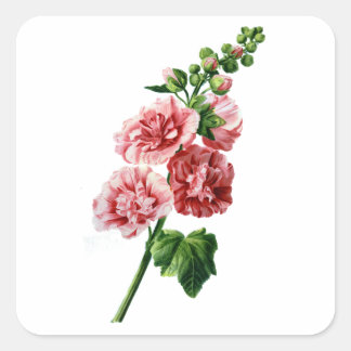 Pink Hollyhock Drawn From Nature Square Sticker