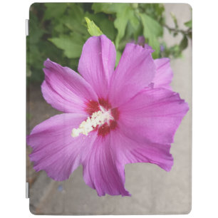 Pink Hollyhock Flower iPad Case