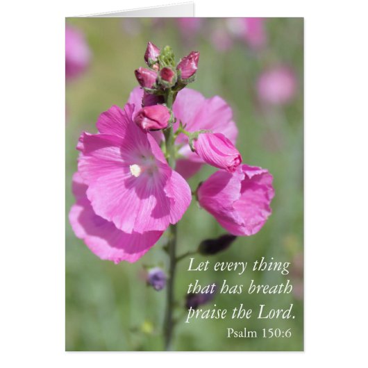 Pink Hollyhock Praise Cards (Front)