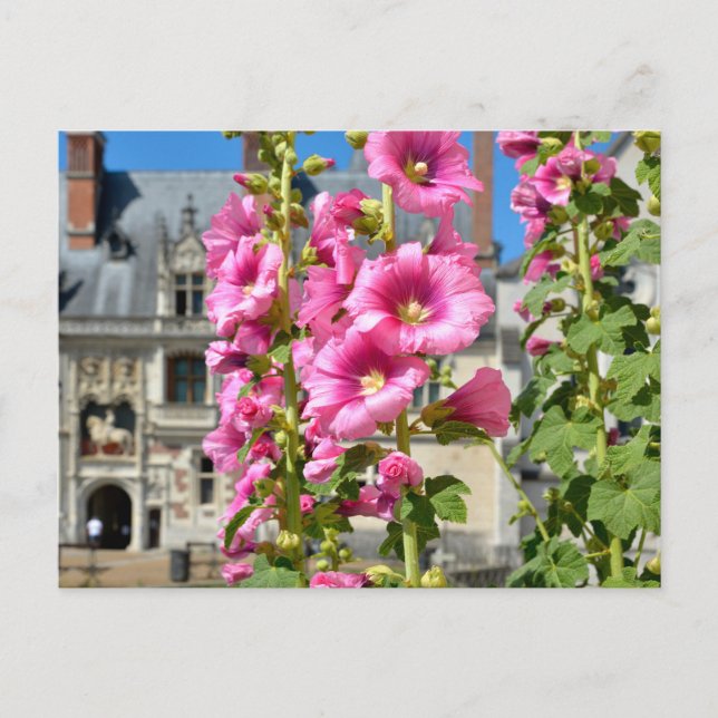 Pink hollyhocks flowers postcard (Front)