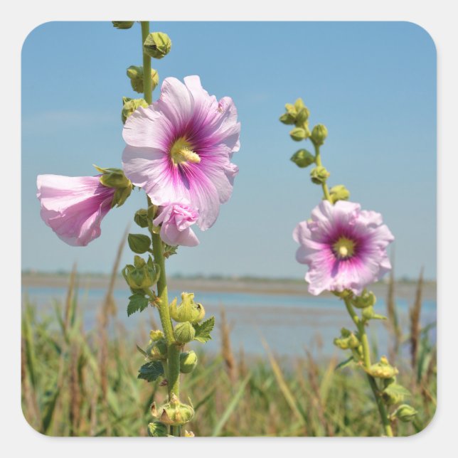 Pink hollyhocks flowers square sticker (Front)