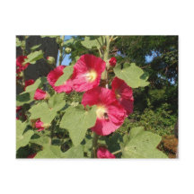 Pink Hollyhocks