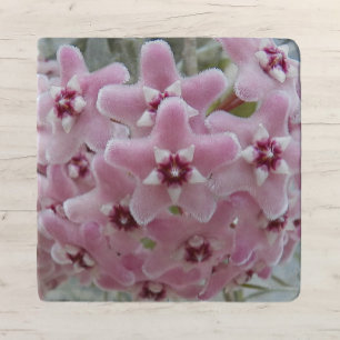 Pink Hoya Plant Flowers Floral Trivet