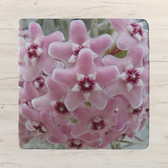 Pink Hoya Plant Flowers Floral Trivet (In Situ)
