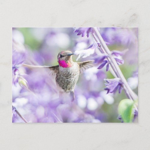Pink Hummingbird Flying in Purple Postcard